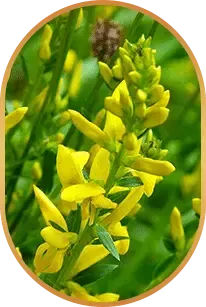 HepatoBurn Ingredients 